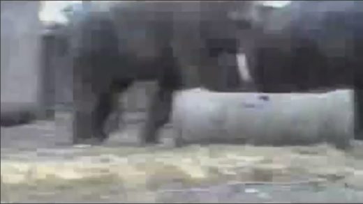 elephants_mating_in_zoo