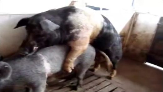 pigsex