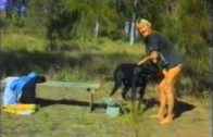 danish pet 2