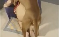 Housewife And Her Dog