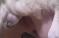 Fucked By A Dog