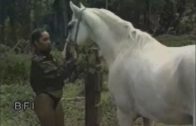 Lucky Horse
