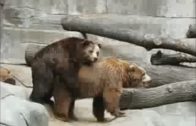 bears fuck