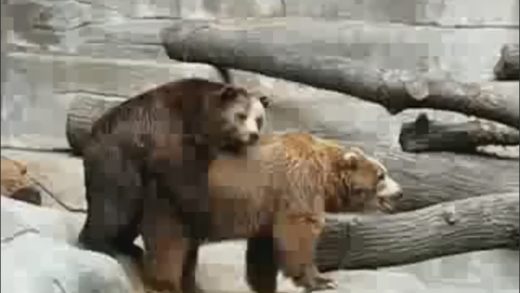 bears_fuck