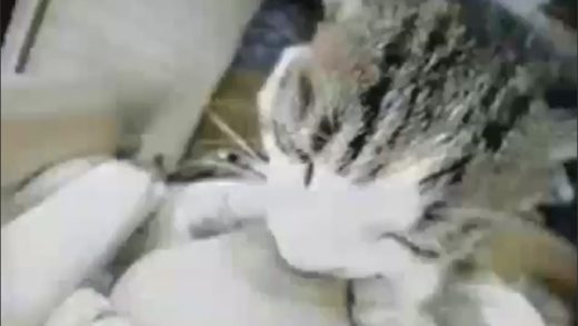 breastfeeding_cat