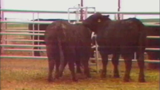 bull_fuck