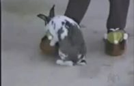 bunny fucks cat