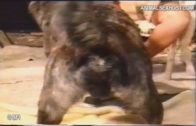 raped by a dog 2