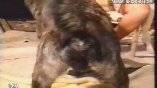 calvista_international_-_adventure_with_a_dog_sv