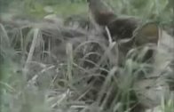 cat mating