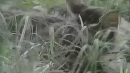 cat_mating