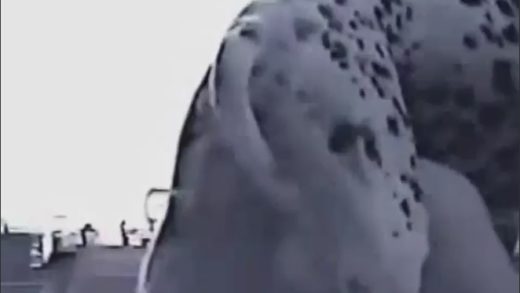 dalmation_fun
