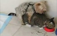 dog jerking off
