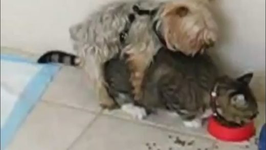 dog_does_cat