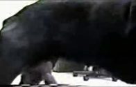 dog ejaculation