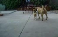 dog jerking off