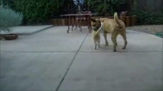 dog_humping_cat