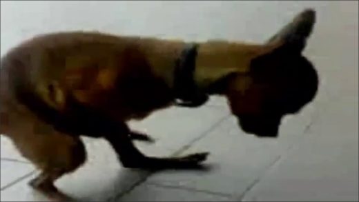 dog_jerking_off
