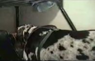 dog licks and fucks woman