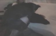 dog doing girl 2