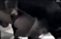 dogfuck hard