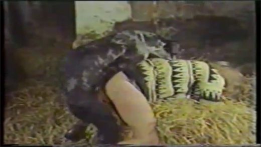 dogfuck_in_stable