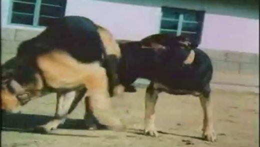 doggie_mating