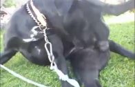 doggystyle