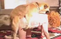 shylark fucks dog