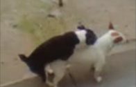dogmating