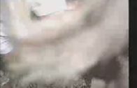 donkeysex