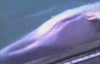 dolphins cock