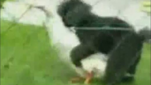 duck_and_dog