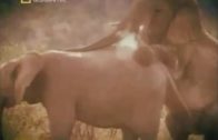 elephants mating in zoo