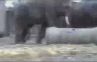 elephants mating in zoo