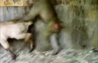putos monos