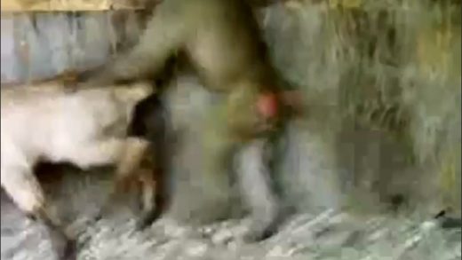 funny_monkey