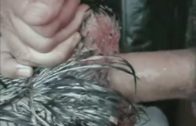 dog jerking off