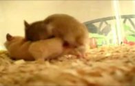 hamster_sex