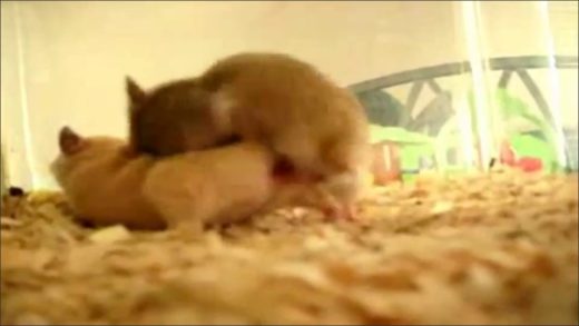 hamster_sex