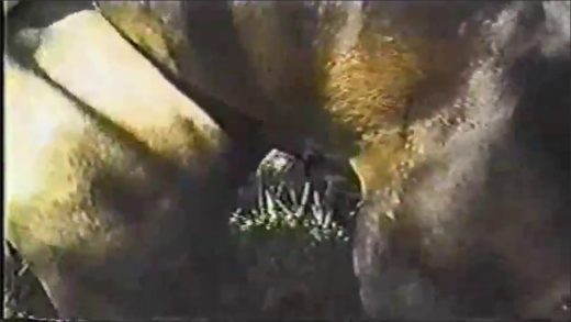 horse_farm_mating