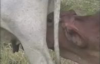 horse lovers vol 03