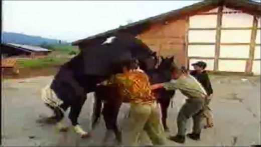 horse_mating_4