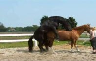 horse_mounting_3