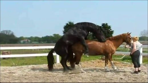 horse_mounting_3