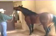 horse semen