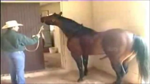 horse_semen