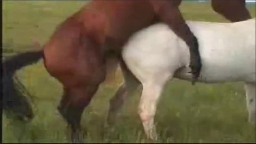 horse_with_condom