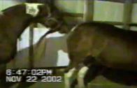 horsemating