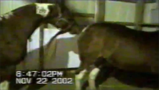horsemating
